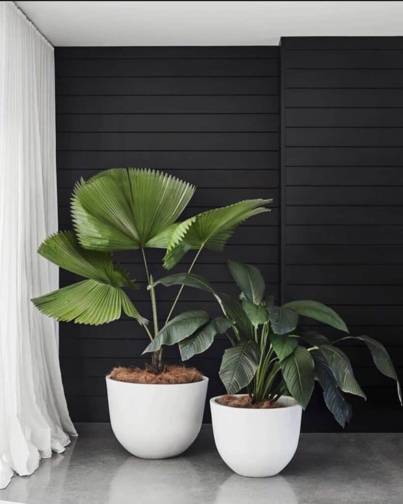 Black Shiplap Wall With large plants and white curtains