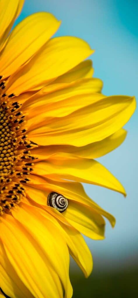 sunflower wallpaper iPhone, sunflower with snail on petal