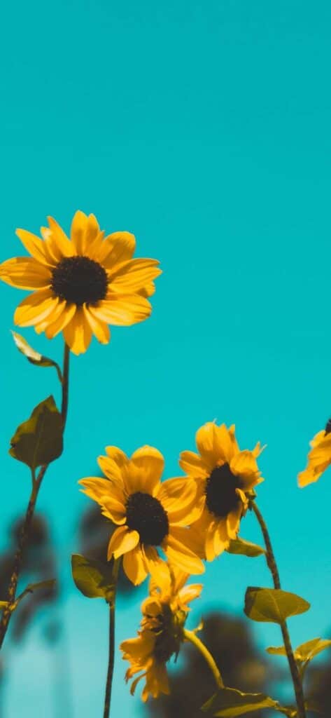 sunflower wallpaper iPhone with teal background