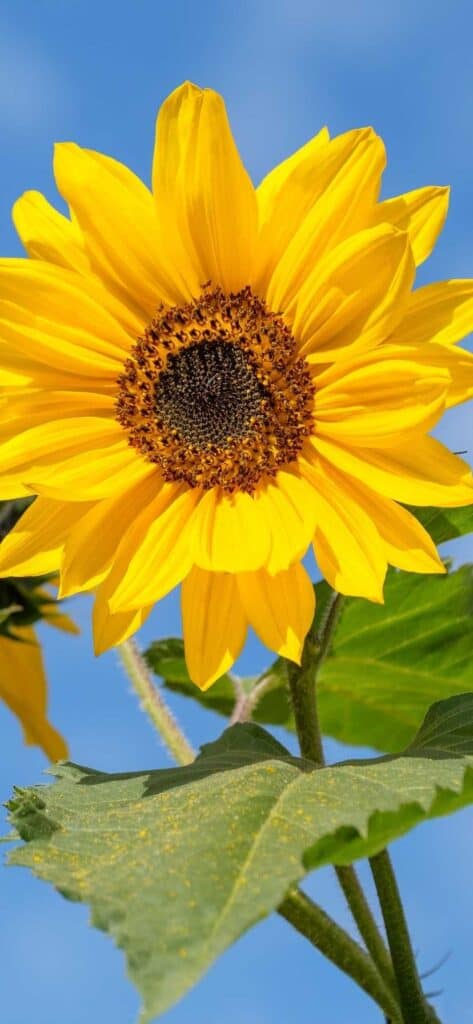 sunflower wallpaper iPhone,
