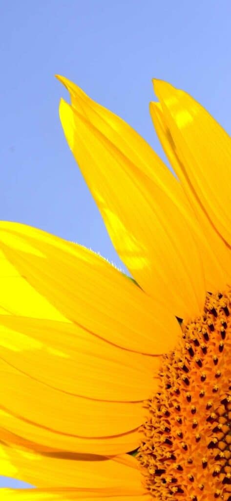 sunflower wallpaper iPhone,