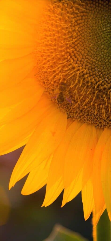sunflower wallpaper iPhone, close up of sunflower with sun shining