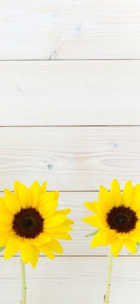 sunflower wallpaper iPhone, two sunflowers against white shiplap background