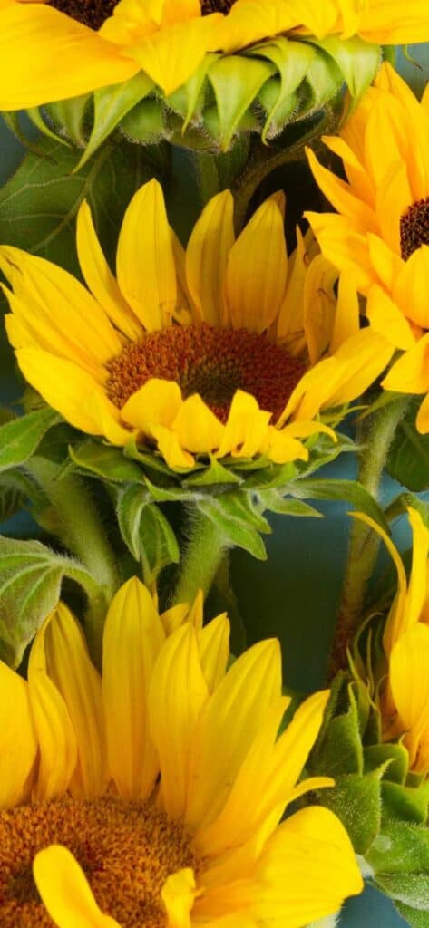 sunflower wallpaper iPhone field