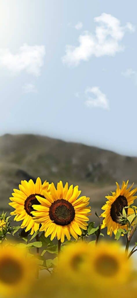 sunflower wallpaper iPhone, sunflowers in field with sky and mountain background