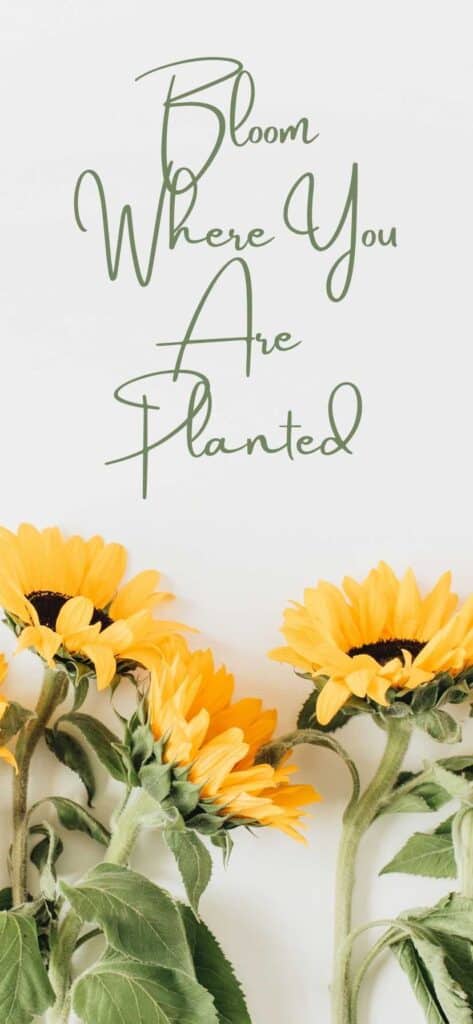 sunflower wallpaper iPhone, bloom where you are planted
