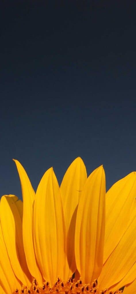 sunflower wallpaper iPhone, close up of sunflower petals and dark background