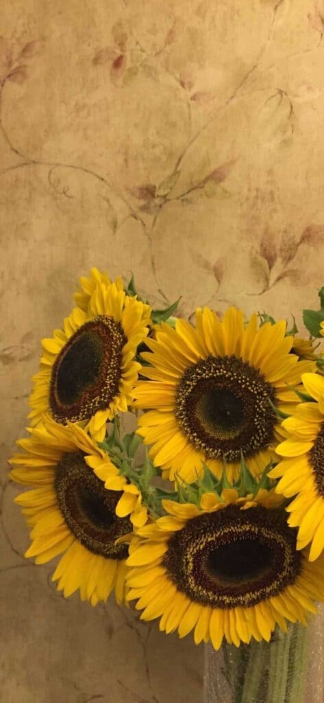 sunflower wallpaper iPhone, sunflowers in vase in front of wallpaper wall