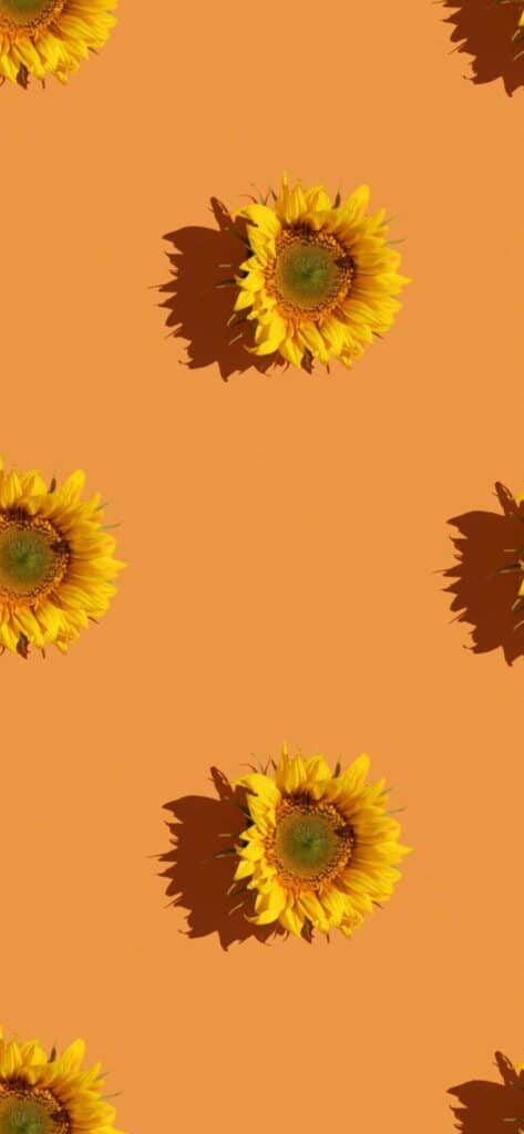 sunflower wallpaper iPhone, sunflowers without stems on orange background