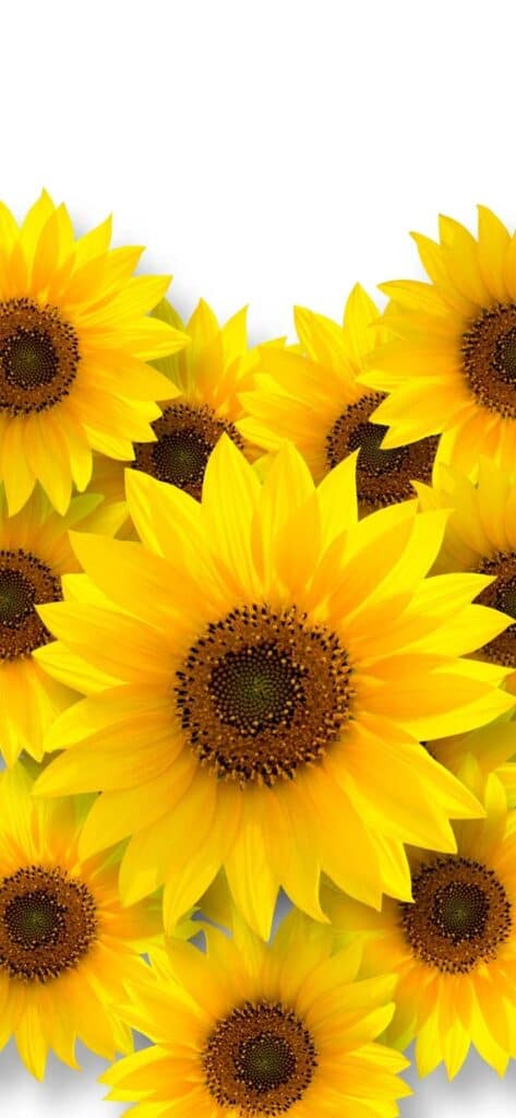 sunflower wallpaper iPhone, multiple sunflowers with white background