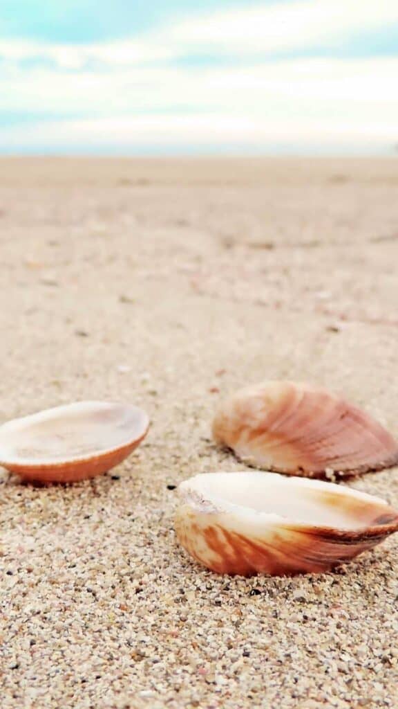 three seashells on beach