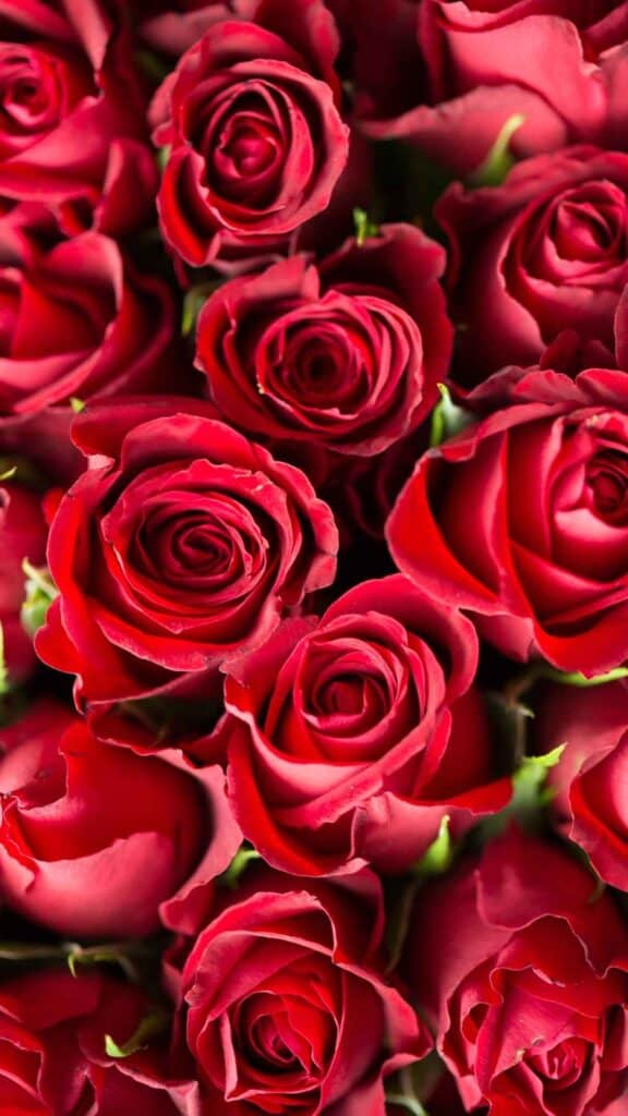 rose wallpaper iPhone all red roses 