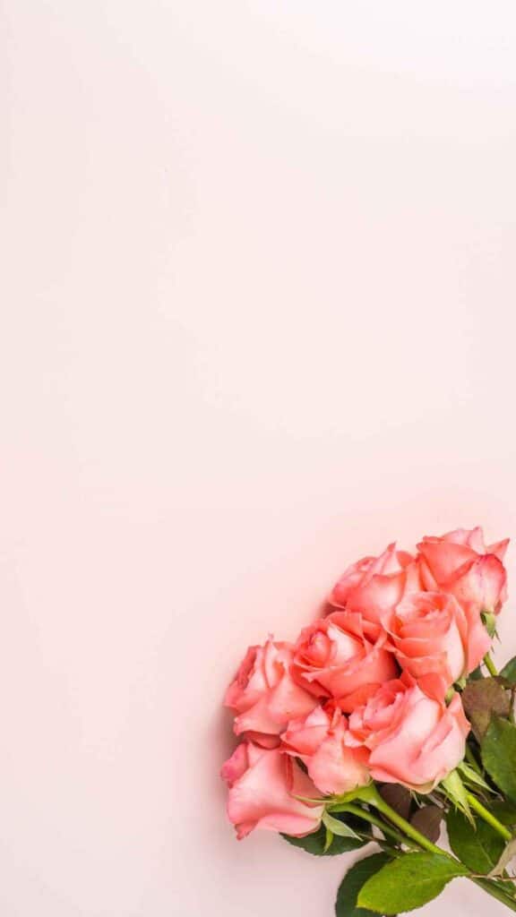 rose wallpaper pink background with a dozen pink roses in bottom left corner