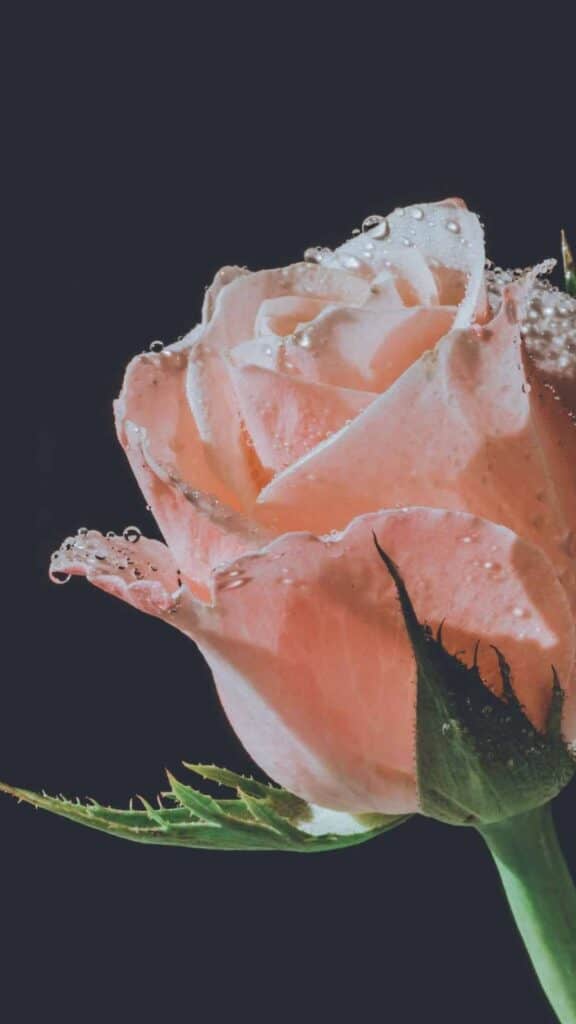 single pink rose with stem and water drops