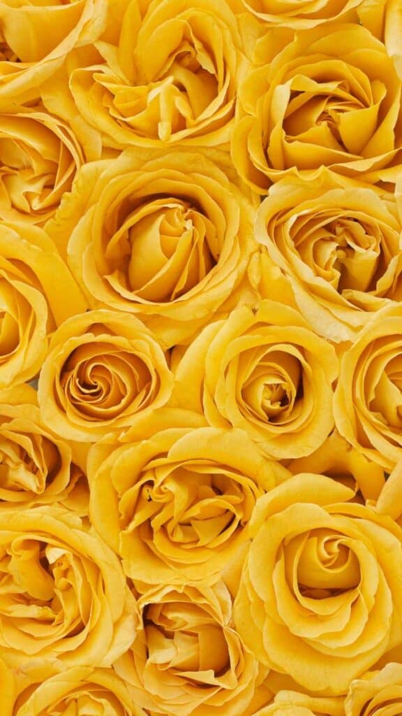 rose wallpaper all yellow roses