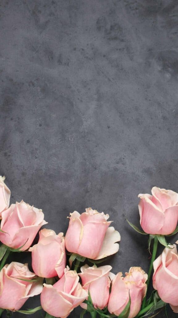 rose wallpaper gray background pink roses on bottom