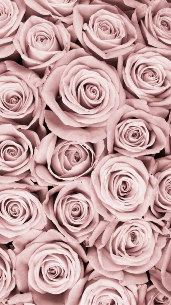 rose wallpaper dusty rose color