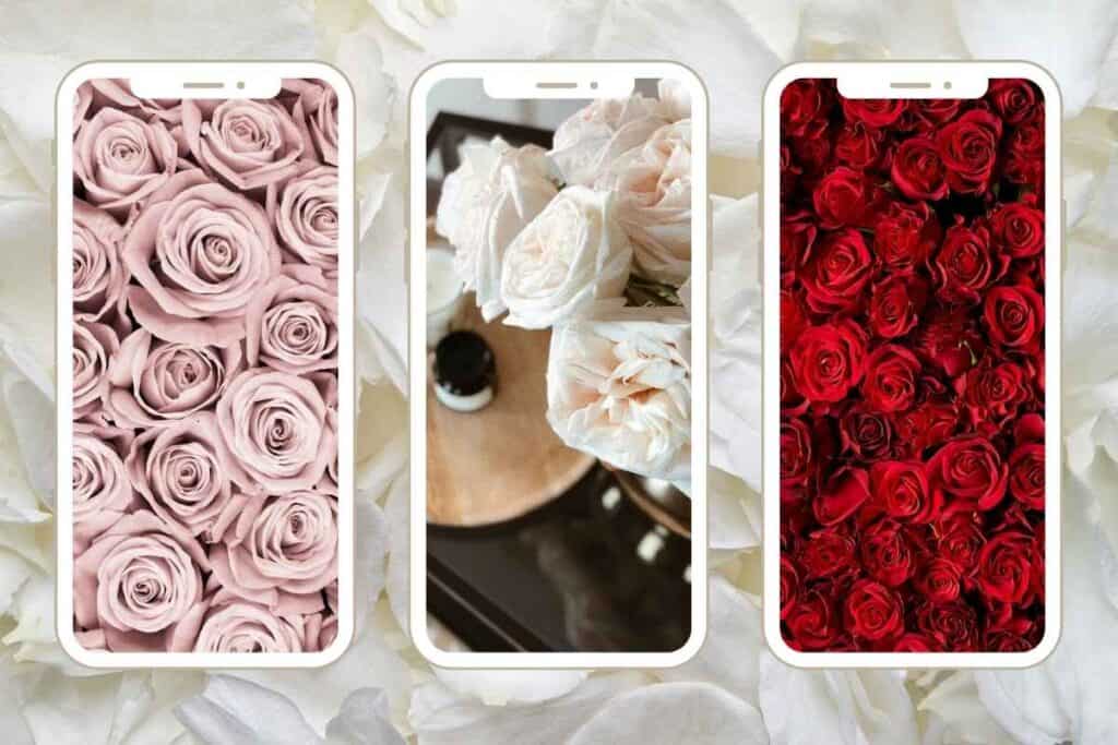 rose wallpaper iphone