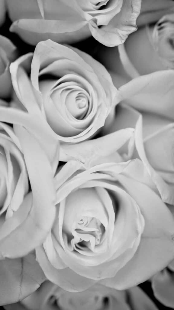 black and white pic of roses