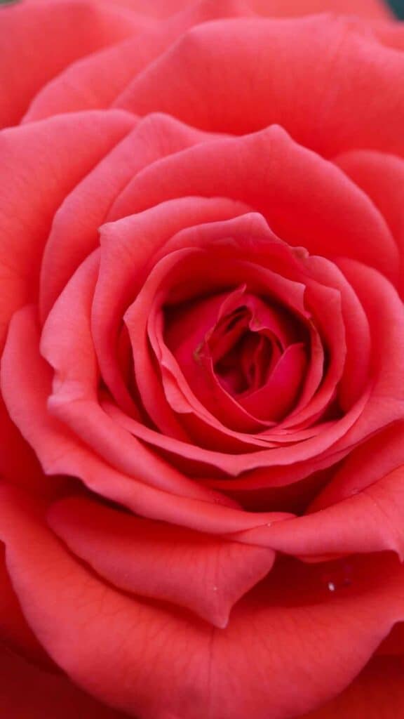 rose wallpaper iphone  closeup of single red rose