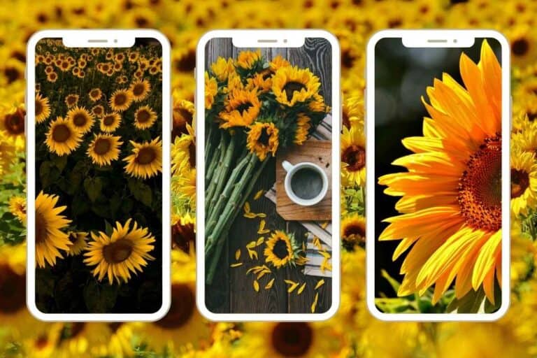 64 Cute Aesthetic Sunflower Iphone Wallpapers