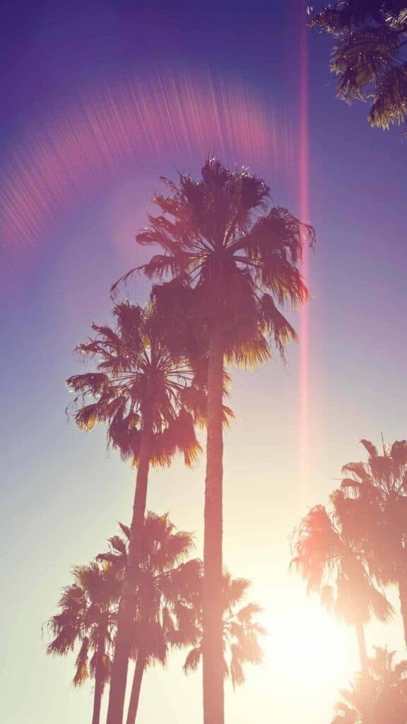vintage aesthetic wallpaper iPhone palm trees