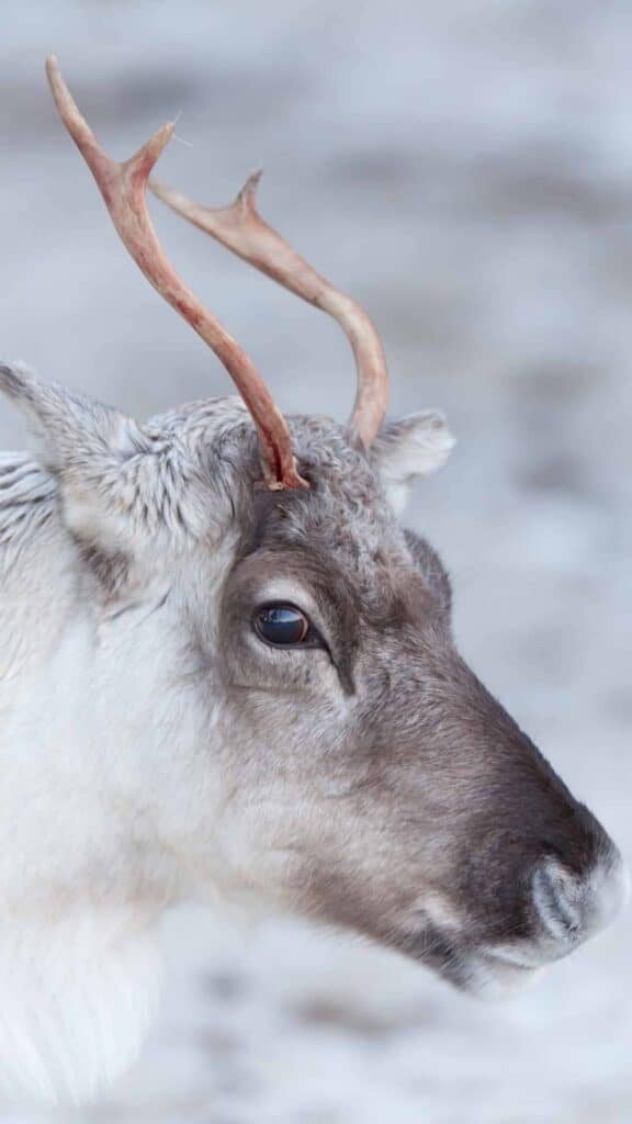 aesthetic cute winter wallpaper reindeer face