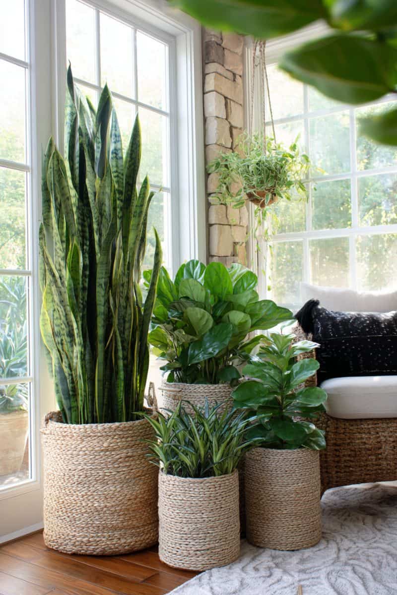 Simple Yet Stunning Ways to Decorate with Plants at Home - Restore ...